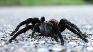 Mexican Redrump Tarantula Calakmul Biosphere Reserve Mexico [upl. by Kappenne]