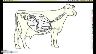 Polygastric Digestive System [upl. by Llevad980]