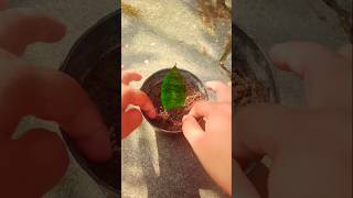 Easy way to propagate snake plant leaf shorts [upl. by Adnilasor]