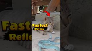 Reflex Movement of the Cat is more or the Snake [upl. by Earissed]