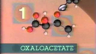 cellular respiration pt 4 the krebs cycle [upl. by Adigirb446]