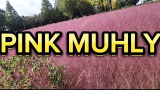 PINK MUHLY [upl. by Ivetts777]