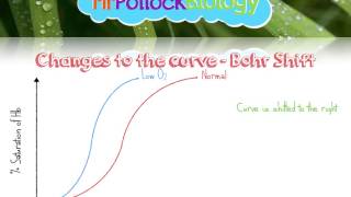 Haemoglobin amp Oxygen Dissociation Curves [upl. by Olnay]