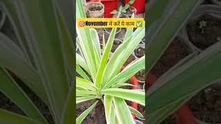 November में ये काम करना नही भूलना है  spider plant care 💡tips to uniqueytshorts shorte spider [upl. by Lynad]