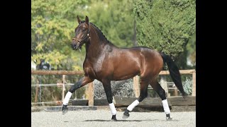 ZURDO DE SUSAETA  SIRED BY POETA DE SUSAETA  BREEDING DRESSAGE HORSES [upl. by Lamonica166]