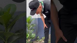 Rescate Una Planta Medicinal y Un Árbol De Ficus [upl. by Nealah461]