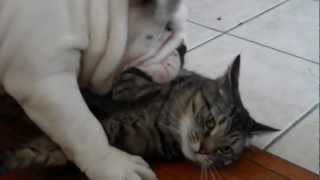 English Bulldog puppy and Cat Playing HD [upl. by Belden]