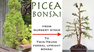 Twin Trunk Picea Bonsai from Nursery Stock [upl. by Atteiram]