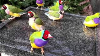 Day in the Life of Gouldian Finches in a Planted Aviary [upl. by Kenward956]