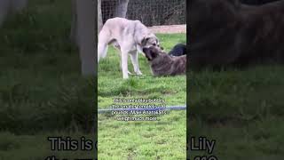 How Anatolian Shepherds take predators down [upl. by Eatnwahs]