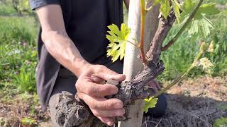 Scacchiatura del Nebbiolo in Barbaresco [upl. by Ogu136]