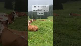 Favorite part of visiting the Gruyère cheese region The cows 🐄 switzerland travelshorts [upl. by Diskson]