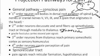 General Somatosensory and Pain Pathwayswmv [upl. by Floria]