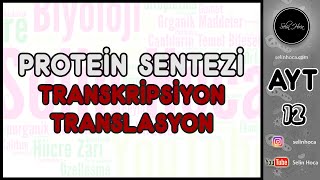 4 Protein Sentezi  Transkripsiyon  Translasyon [upl. by Einnij]