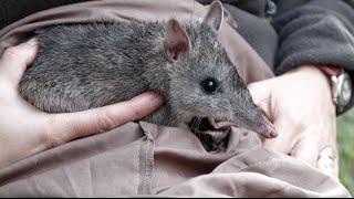 Bandicoots in the backyard [upl. by Nerol]