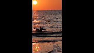 Brown Pelican is bathing in the golden pathway of the sunset Full version [upl. by Trevethick]