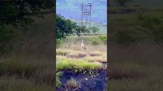 Huge Stork spotted near Lonavala shorts wildlife [upl. by Ardnaik]