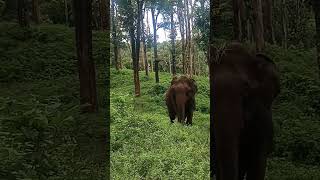 PARAMBIKULAM TIGER RESERVETOPSLIPAANA MALAIELEPHANT [upl. by Akire3]