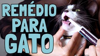 Como Dar Remédio Pra Gato Substituto para Comprimido ou Medicação Líquida [upl. by Nigen718]