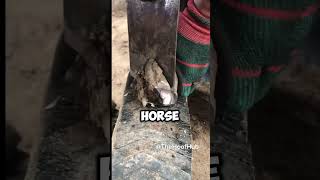 NEGLECTED HOOVES EVER SEEN  animals satisfying hoof [upl. by Avonasac565]