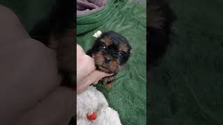 Yorkshire Terrier puppies are already 1 month old [upl. by Groh]