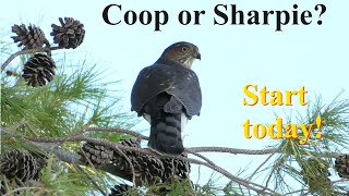 Identify Birds Coopers Hawk vs Sharpshinned Hawk 3 Simple Tips for perched birds [upl. by Tiffie]