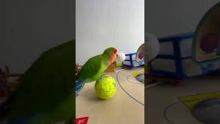 Bird Training  Smart lovebird Parrot  Smart Little Cute Parrot training smartparrot cute [upl. by Yartnod]