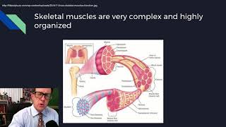 Physiology Lecture 08 Excitable Tissues [upl. by Sorrows]