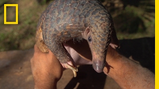 The Tragic Tale of a Pangolin the World’s Most Trafficked Animal  Short Film Showcase [upl. by Aniad4]