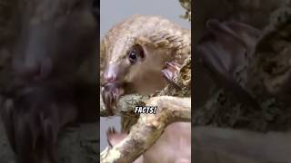 “Pangolins The World’s Most Mysterious Mammals 🐾” wildlifefacts animalfacts mysteriousanimal [upl. by Godard]