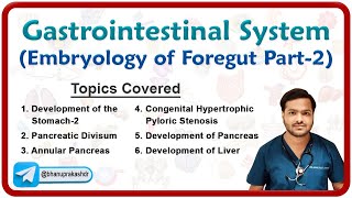 Embryology of Gastrointestinal system  Development of Foregut Stomach Pancreas amp Liver Part  2 [upl. by Thornie145]