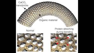 Artificial spicules Natalio et al Science 2013 [upl. by Nerta]