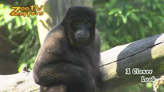 Zoo Safari  Woolly Monkey amp Goldenbellied Capuchin [upl. by Chimene]