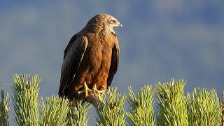 Black Kite Calling [upl. by Leahcin]