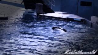 Tilikum quot Its My Fault quot RIP Dawn Brancheau [upl. by Ahsikad]