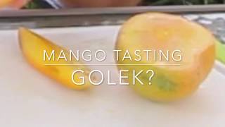 Mango Tasting  Golek  Indonesian Mango grown in Florida [upl. by Christen312]