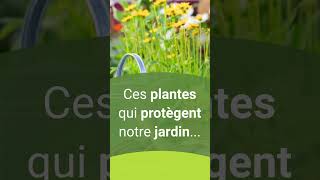 Tagète  plante utile au jardin 🌱 [upl. by Ayamahs]