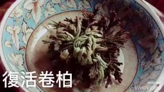 阿金的便秘花園  復活卷柏 Selaginella lepidophylla 耶利哥玫瑰 復活過程 縮時攝影 [upl. by Amla496]