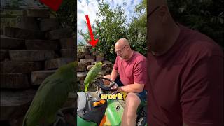 THIS PARROT GOES TO WORK WITH ITS OWNER shorts [upl. by Antonietta]