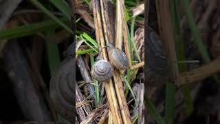 Snails Winter Rye And Alabama Nature Sounds nature natureaudio wildlife [upl. by Atiraj]