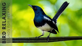 Bird Chirping Sound  24 Hours of Beautiful Birds No Music Relaxing Nature With Birds Singing [upl. by Asilahs]