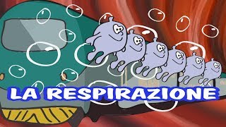 LA RESPIRAZIONE E I POLMONI  SIAMO FATTI COSÌ MALE [upl. by Jarad]