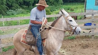 AMANSADOR DE BURRO MULA PASSA DICAS IMPORTANTES Q SÓ E USADA ENTRE ELES [upl. by Ahsieat]