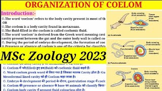 Organization Of Coelom  MSc 1st Semester Zoology  Types of Coelom  Coelomate amp Pseudocoelomate [upl. by Goldie]