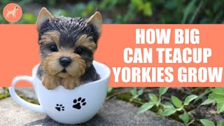 How Big Do Teacup Yorkies Get The Expected Size of a FullGrown Teacup Yorkie [upl. by Bobinette711]