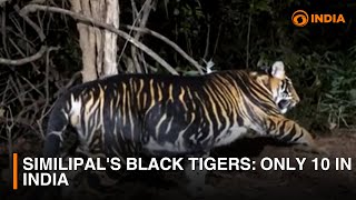 Similipals black tigers Only 10 in India  DD India [upl. by Roos]