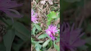 Centaurea  The Bikers flower [upl. by Jolda]