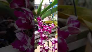 Rhynchostylis Gigantea Spot Escuro Mudas a disposição WhatsApp 17981904781 [upl. by Reggi]