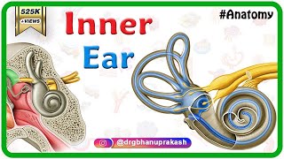 Inner ear Anatomy Animation  Cochlear component Vestibular component Semicircular component [upl. by Pontias734]