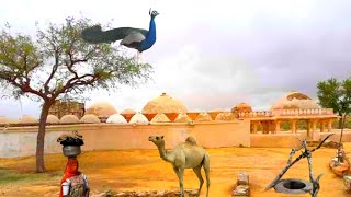 village life in tharparkar sindh [upl. by Giza]